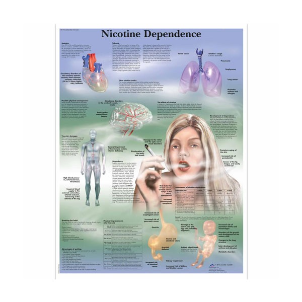 [독일3B] 니코틴 중독차트Nicotine Dependence Chart VR1793L(코팅) 인체해부도