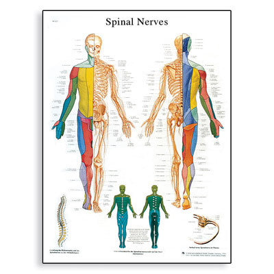 [독일3B] 척추 신경차트 척수신경  Spinal Nerves Chart VR1621L(코팅) 인체해부도